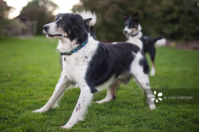 边境牧羊犬图片素材