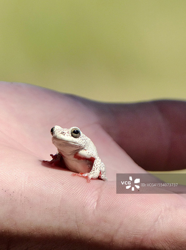 彩绘芦苇蛙，博茨瓦纳奥卡万戈三角洲图片素材