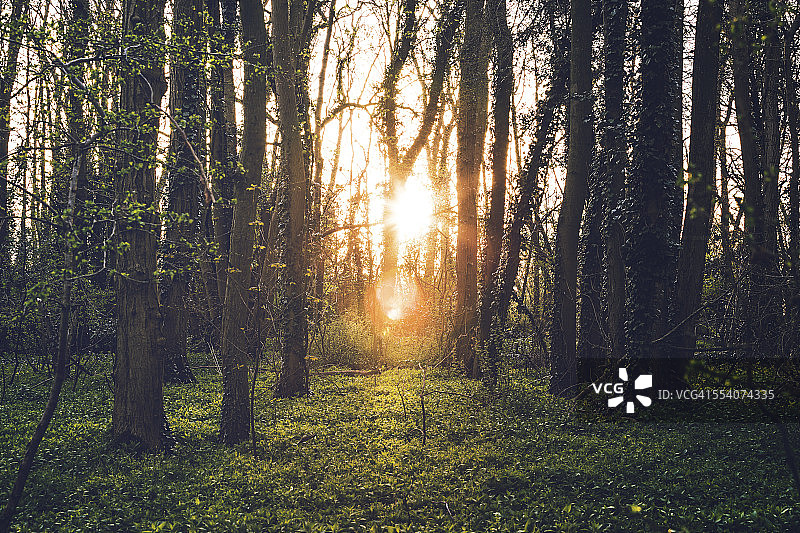 森林中的日落图片素材