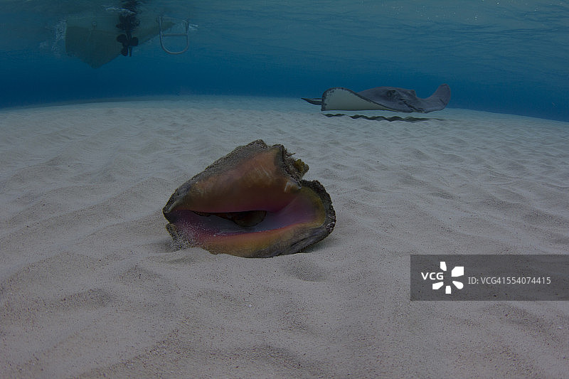大开曼岛沙洲上的魟鱼和海螺图片素材