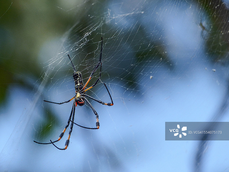金球编织蜘蛛，博茨瓦纳奥卡万戈三角洲图片素材