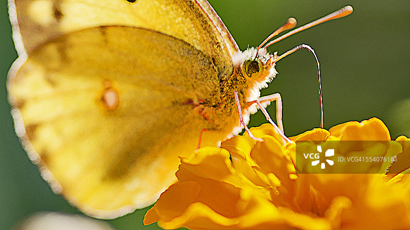 云粉蝶图片素材