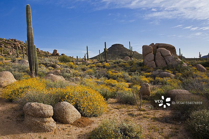 沙漠中的花朵、巨人柱和巨石图片素材