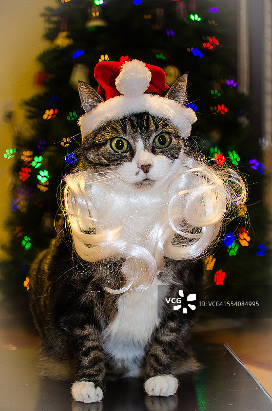 圣诞猫图片素材
