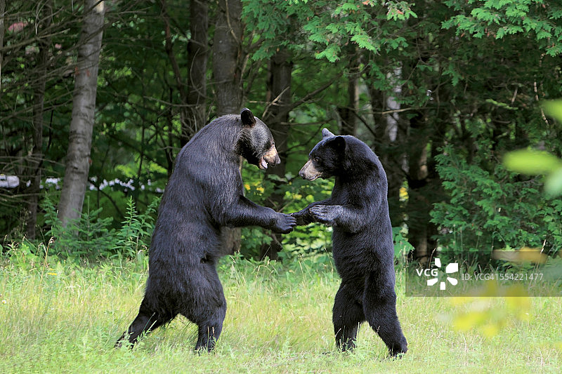 黑熊争斗图片素材