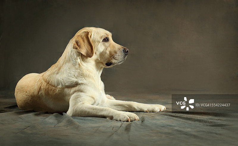 黄色拉布拉多寻回犬肖像图片素材