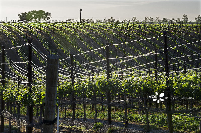 圣伊内斯山谷葡萄园图片素材