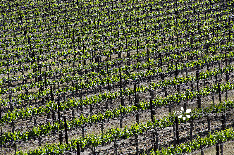 圣伊内斯山谷的葡萄园图片素材