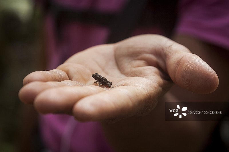 巴西迪亚曼蒂纳高原的小青蛙，2014年图片素材