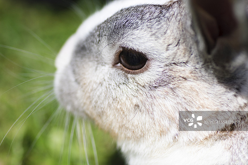 家兔头部图片素材