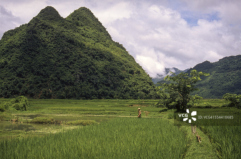农民在稻田里图片素材