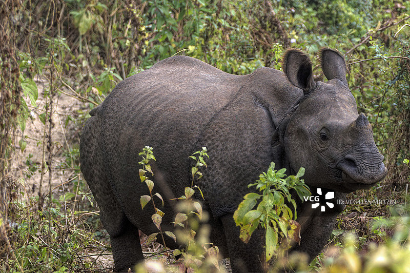 尼泊尔奇特旺国家公园的独角犀牛图片素材