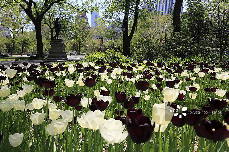 中央公园购物中心的郁金香花图片素材