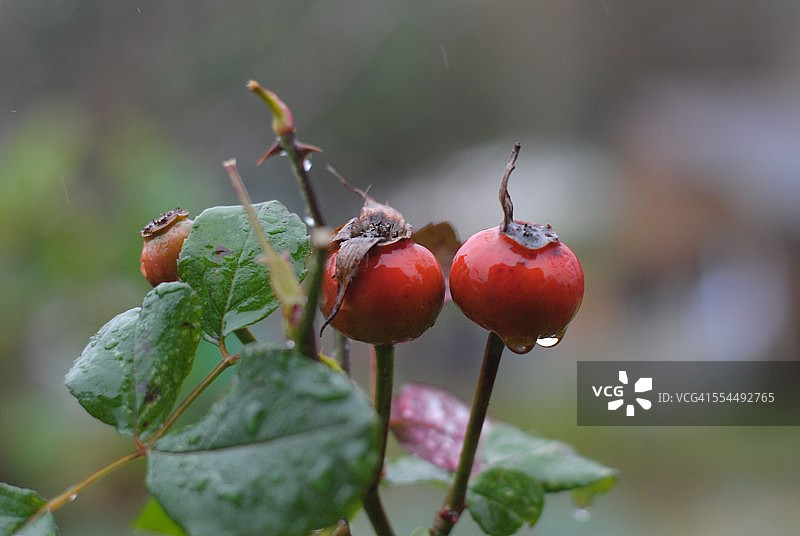 雨中的玫瑰果图片素材