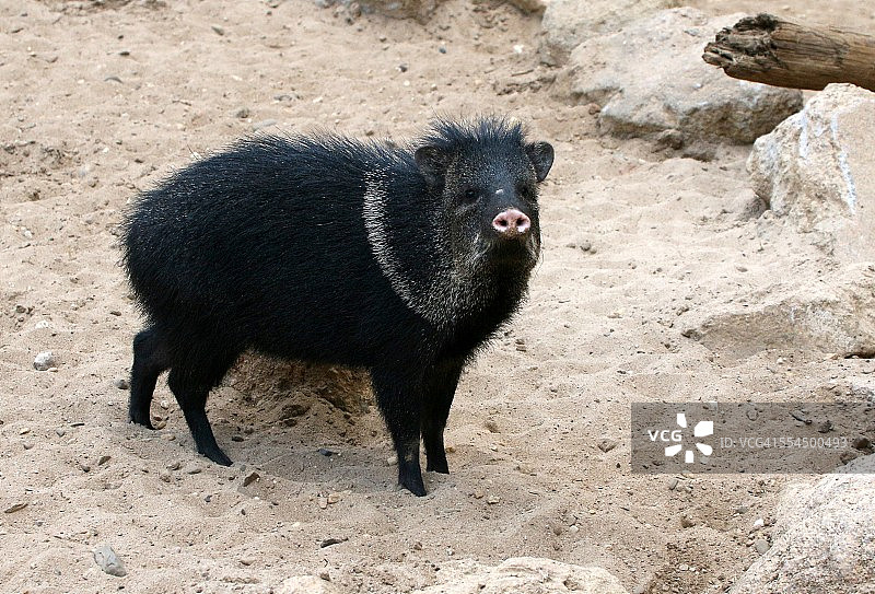 好奇的领西猯图片素材