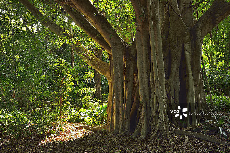 榕树图片素材