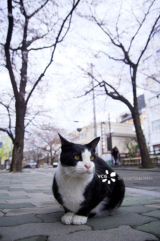 街上的双色猫图片素材