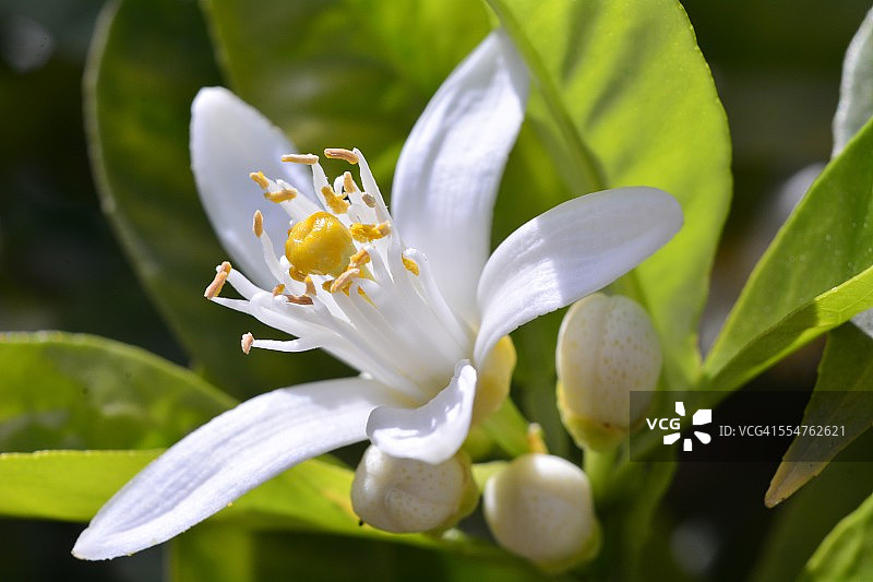 橘色花图片素材