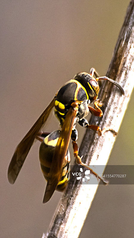 蚁后在茎上觅食图片素材