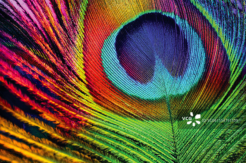 孔雀羽毛特写图片素材