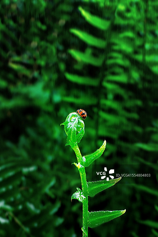 顶部淋浴图片素材