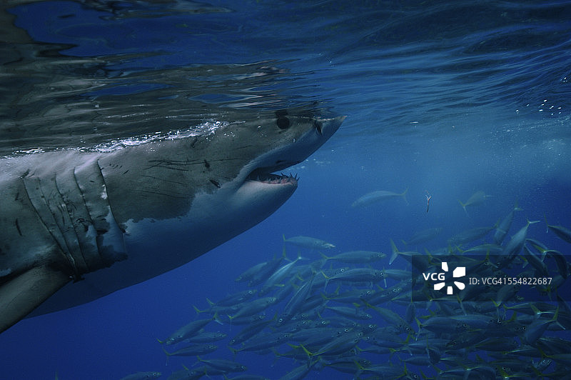 水面上的大白鲨图片素材
