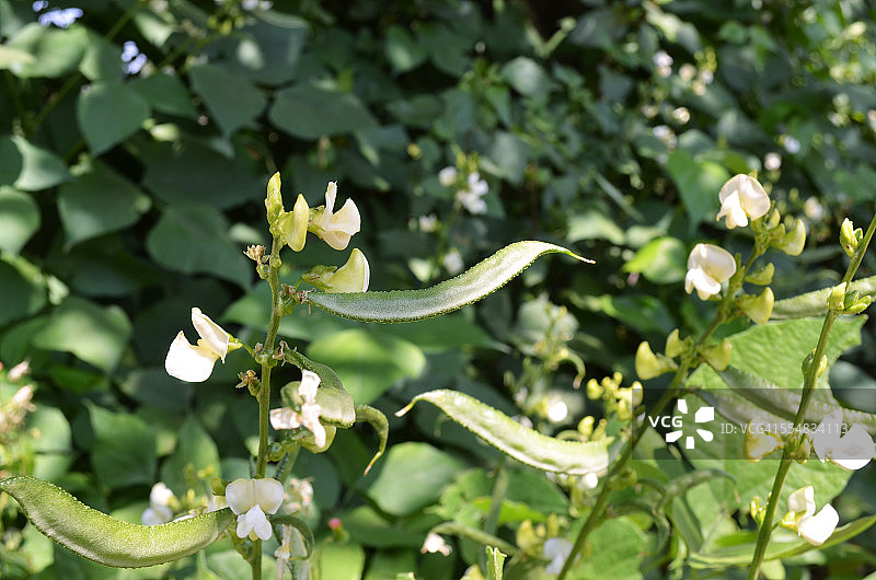 帕普迪图片素材