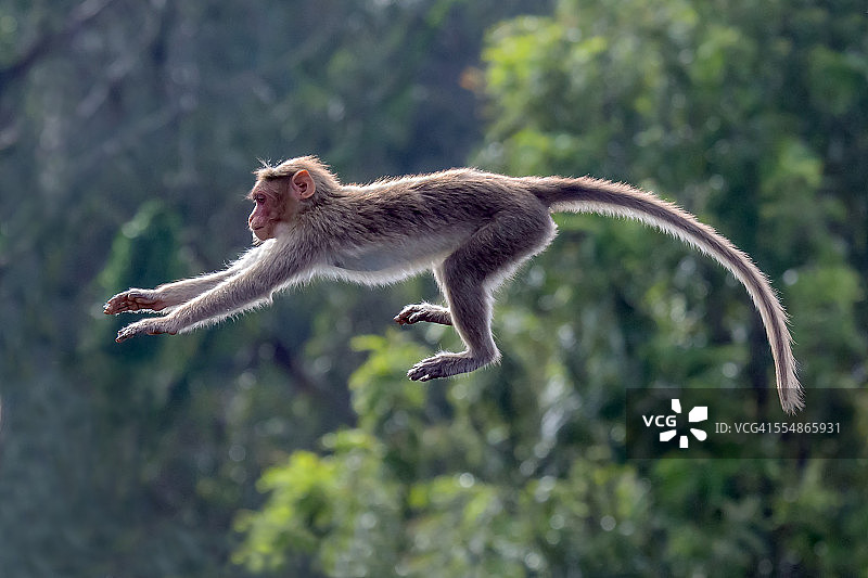 猴子跳跃图片素材