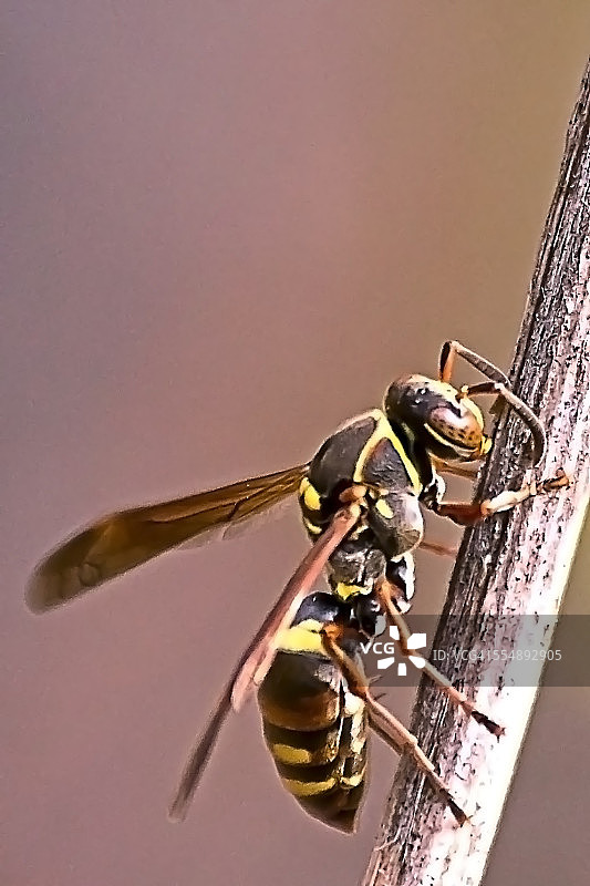 蚁后在茎上觅食图片素材