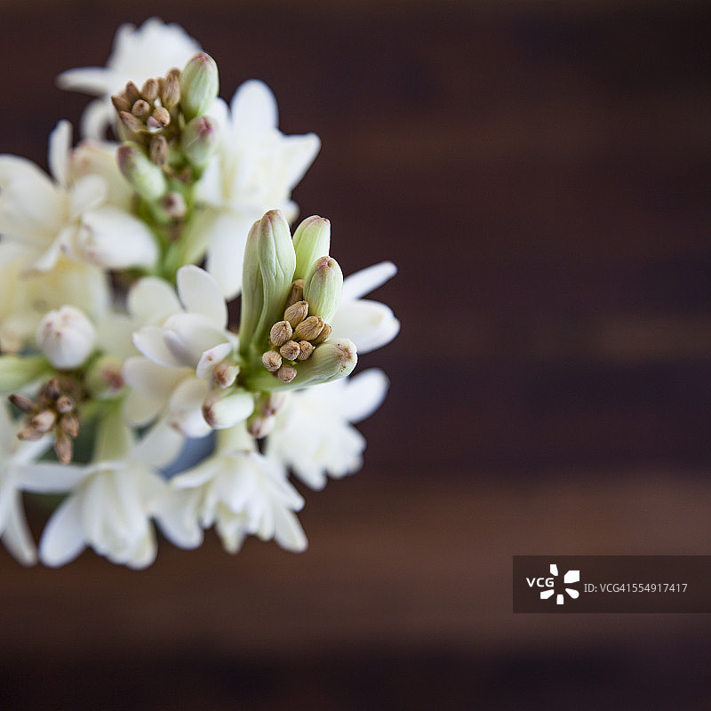 白色晚香玉特写图片素材