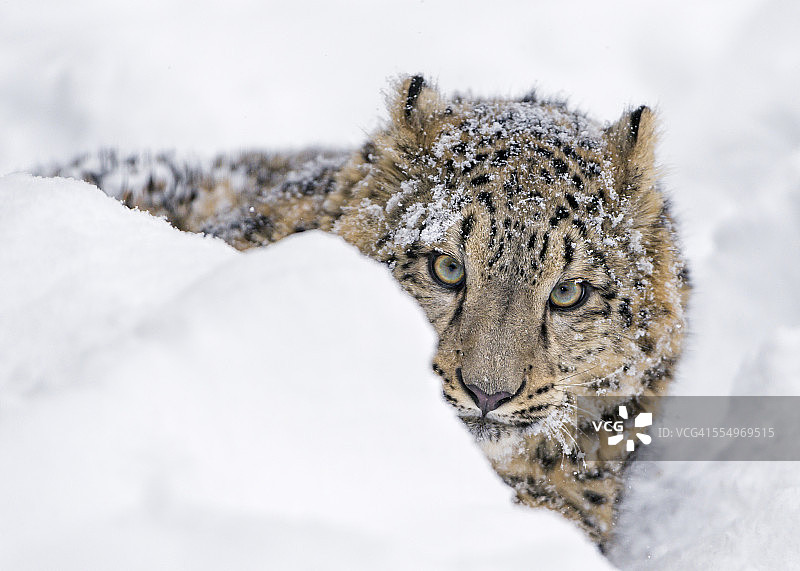 雪地里躺着的年轻雪豹图片素材
