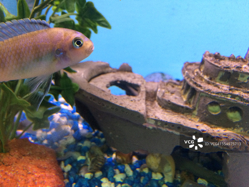 属于你的水族馆图片素材