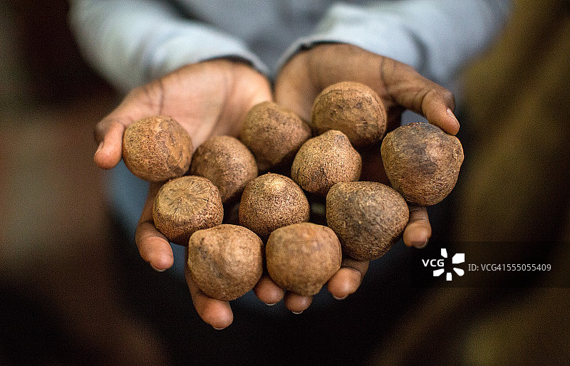 女子手持象牙果，布隆迪图片素材