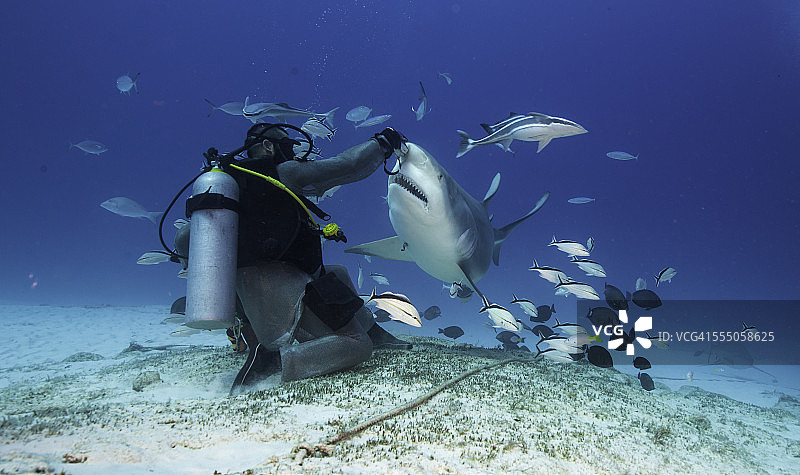 公牛鲨喂食者图片素材