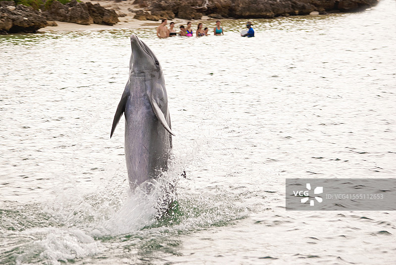 跳舞海豚图片素材