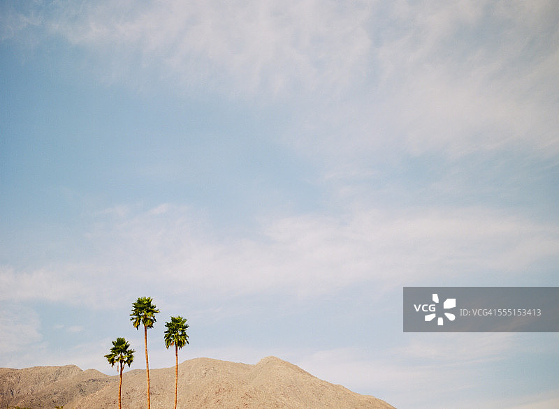 棕榈泉的三个棕榈树图片素材
