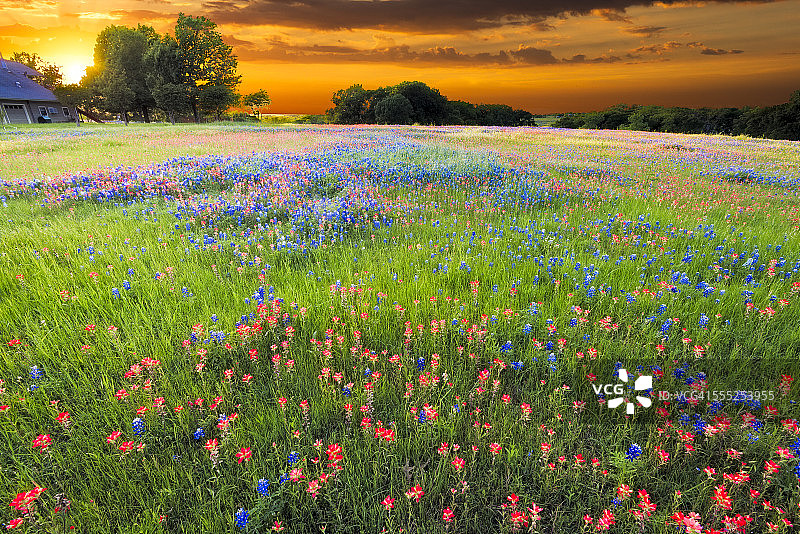 德克萨斯州野花图片素材