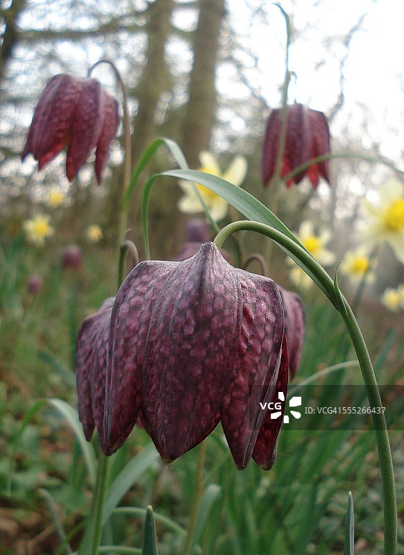 贝母花图片素材