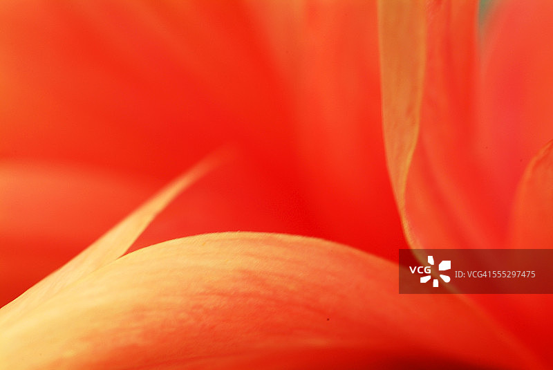 花近距离图片素材