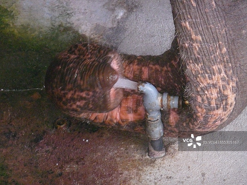 大象用鼻子打开水龙头图片素材