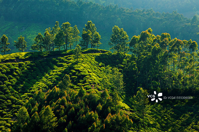 茶园风光图片素材
