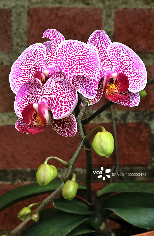 兰花植物图片素材