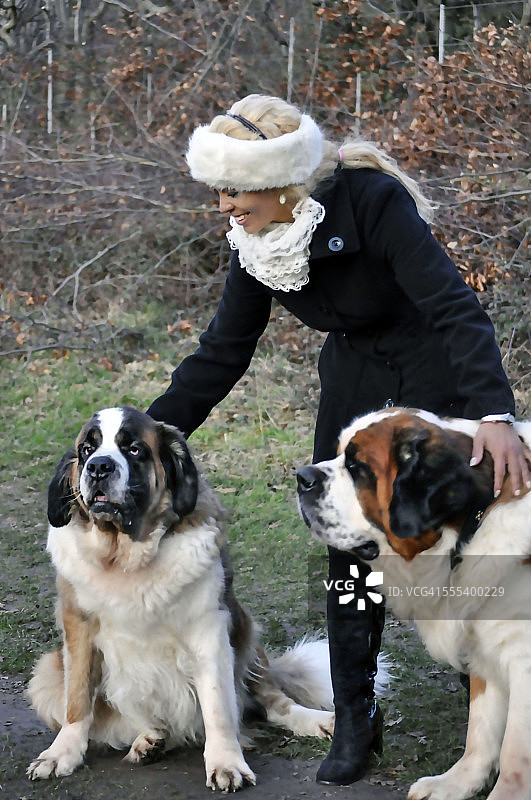 卡布奇诺的圣伯纳犬图片素材