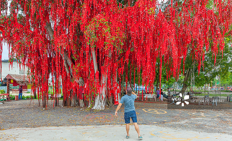 许愿树图片素材