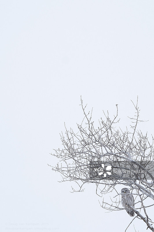 冬季的斑点林鸮图片素材