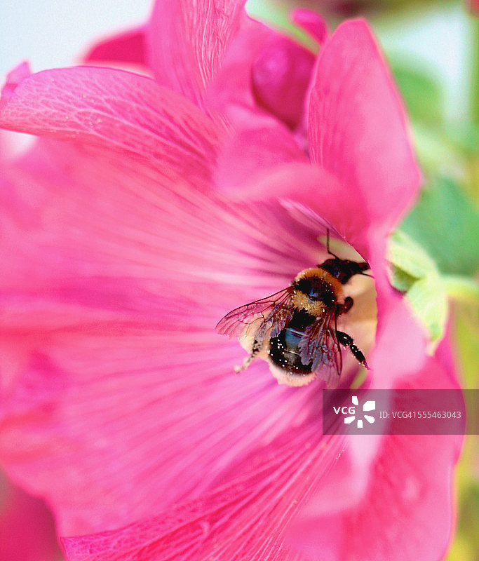 熊蜂给粉色花朵授粉微距图片素材