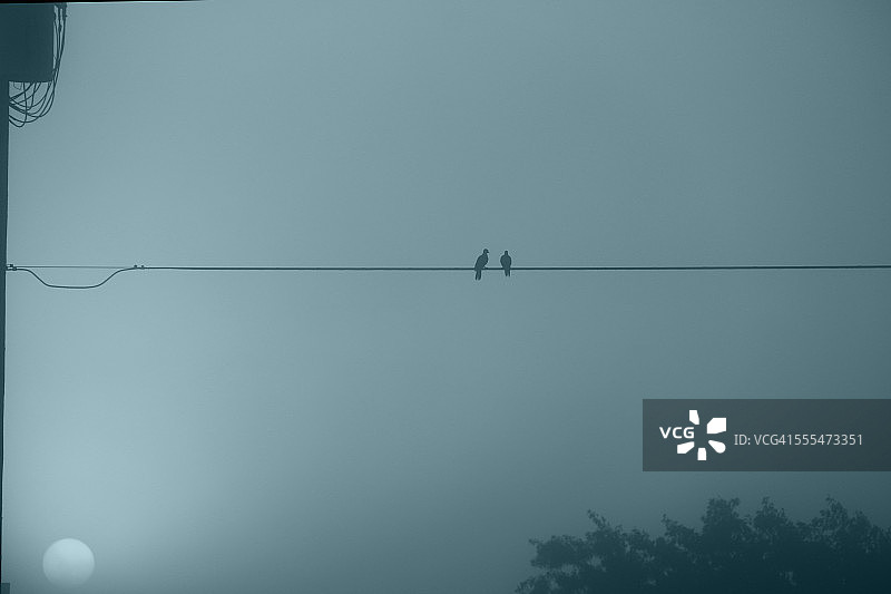 两只斑鸠图片素材