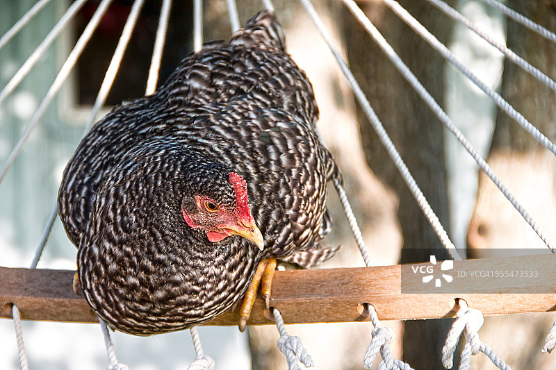 放松的鸡图片素材