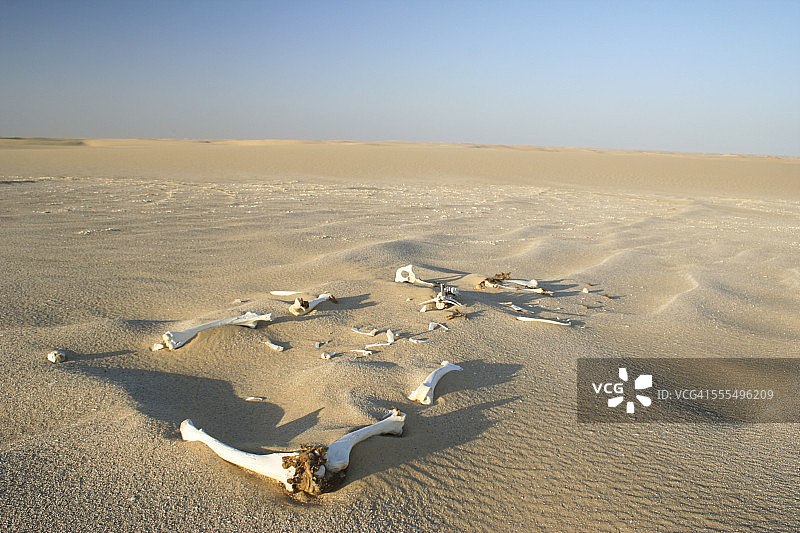 沙漠中的动物骨骼图片素材