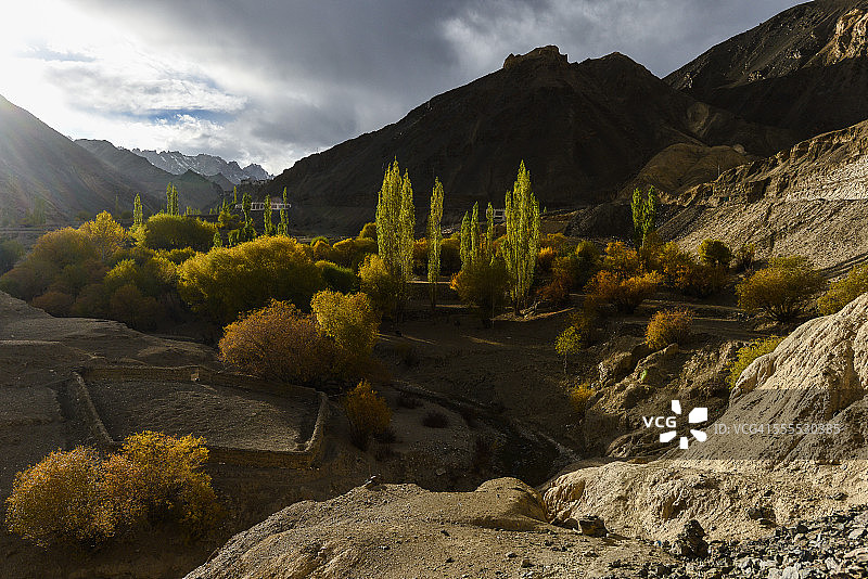 背景是山脉的白杨树图片素材